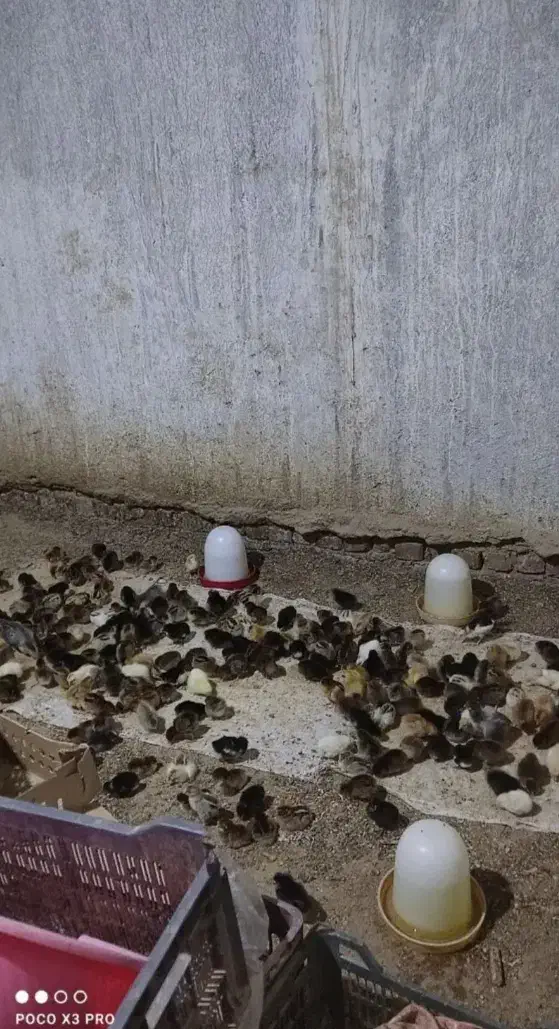 فروشندگی جوجه و اردک|حیوانات مزرعه|زابل, |دیوار