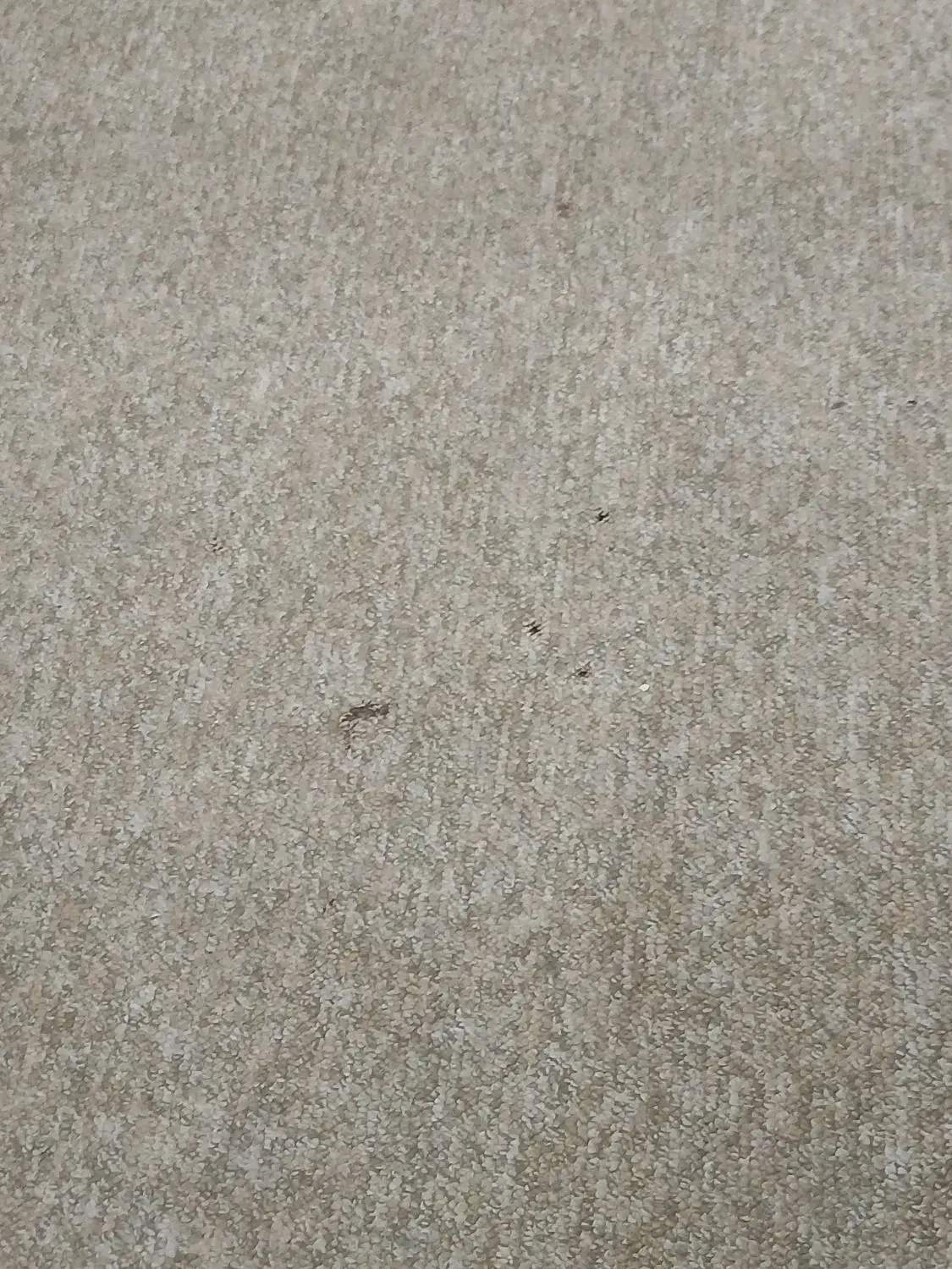 موکت پالاز|موکت|آبادان, |دیوار