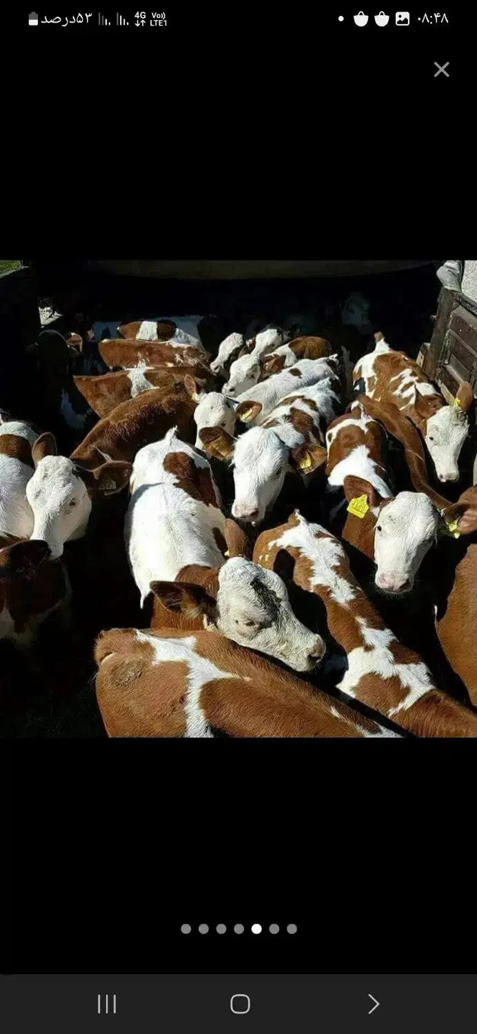 فروش انواع گوساله|حیوانات مزرعه|تهران, ایرانشهر|دیوار