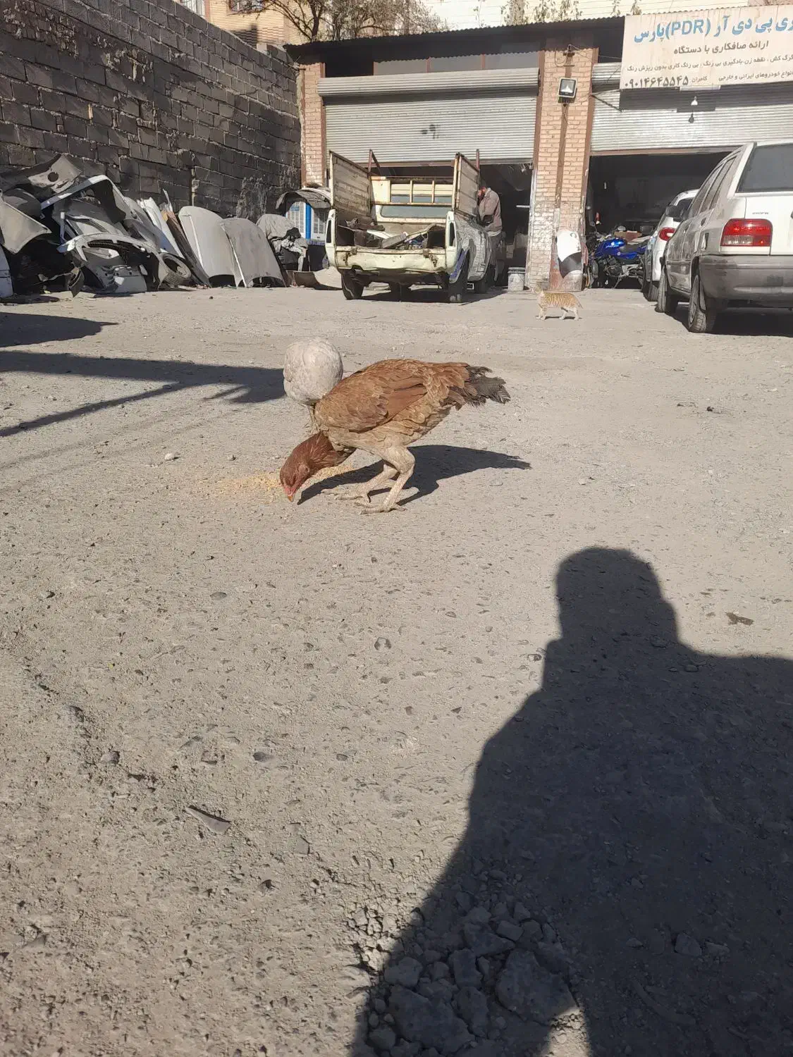 مرغ لاری زینتی|پرنده|اسلام‌شهر, شهرک لاله|دیوار