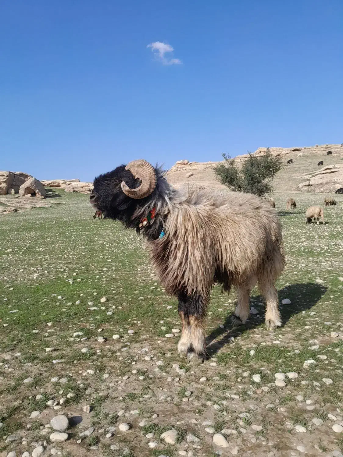 نرمیش60|حیوانات مزرعه|مسجد سلیمان, |دیوار