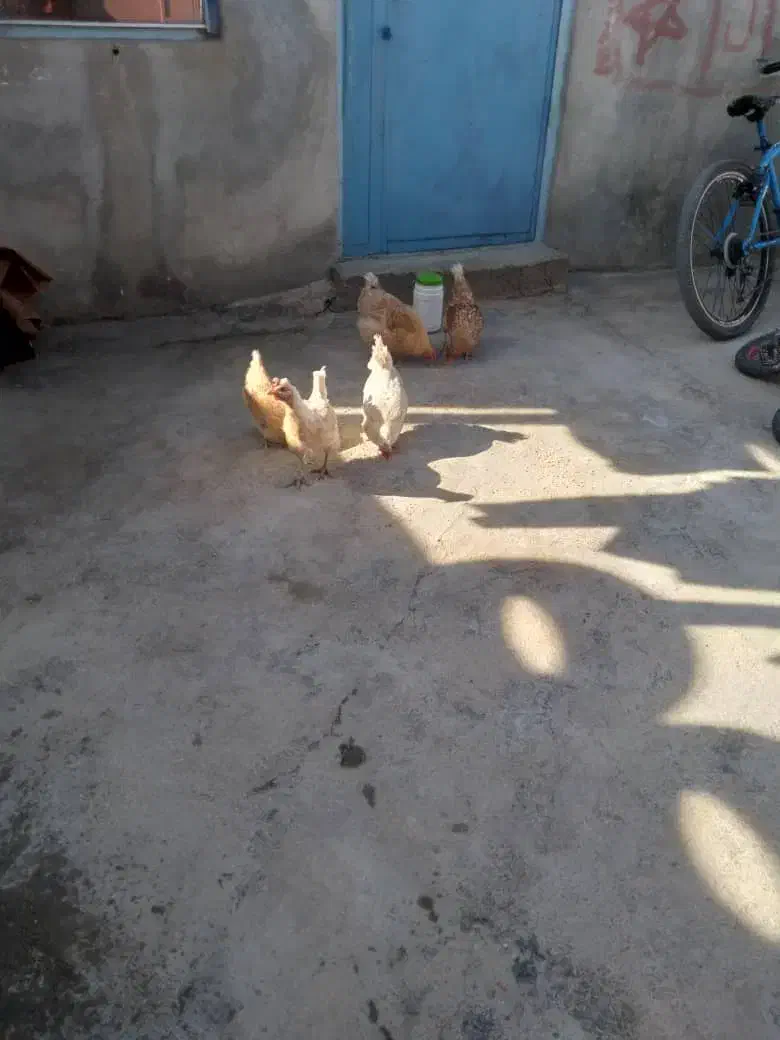 آگهی مرغ|پرنده|مارگون, |دیوار