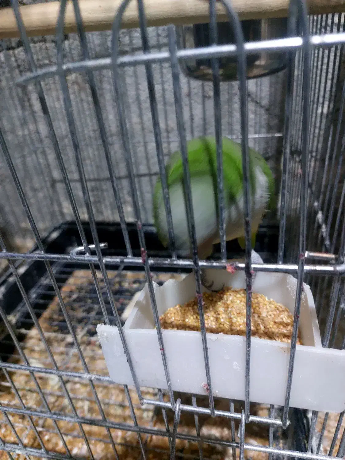 طوطی راهب گمشده نر هستش|حیوانات|بندر امام خمینی, |دیوار