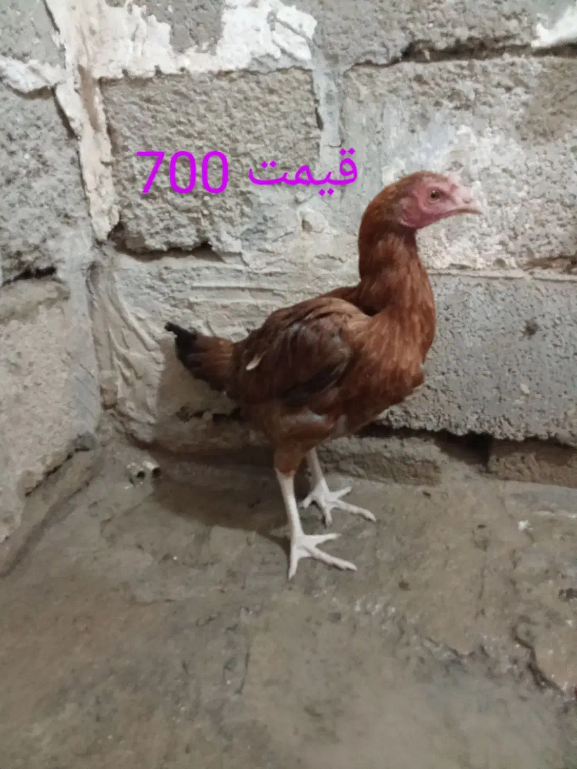 مرغ|حیوانات مزرعه|سیب و سوران, |دیوار