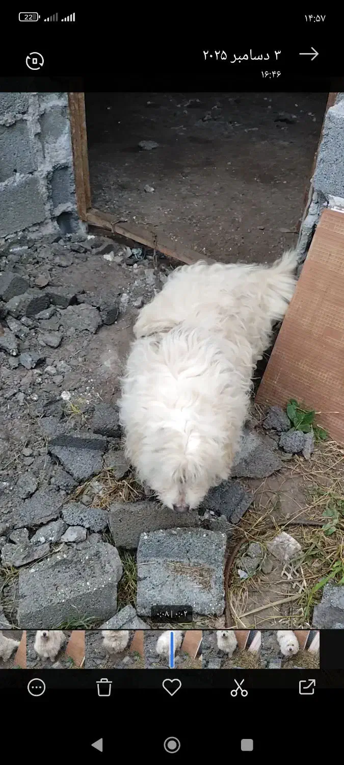 سگ پاکوتاه نر|سگ|املش, |دیوار