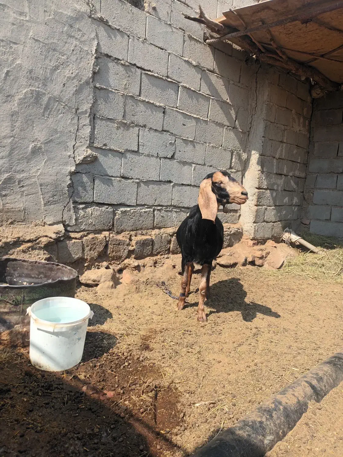 بز ابست سه قلو زا جوان ۴ ماه ابست|حیوانات مزرعه|هامون, |دیوار