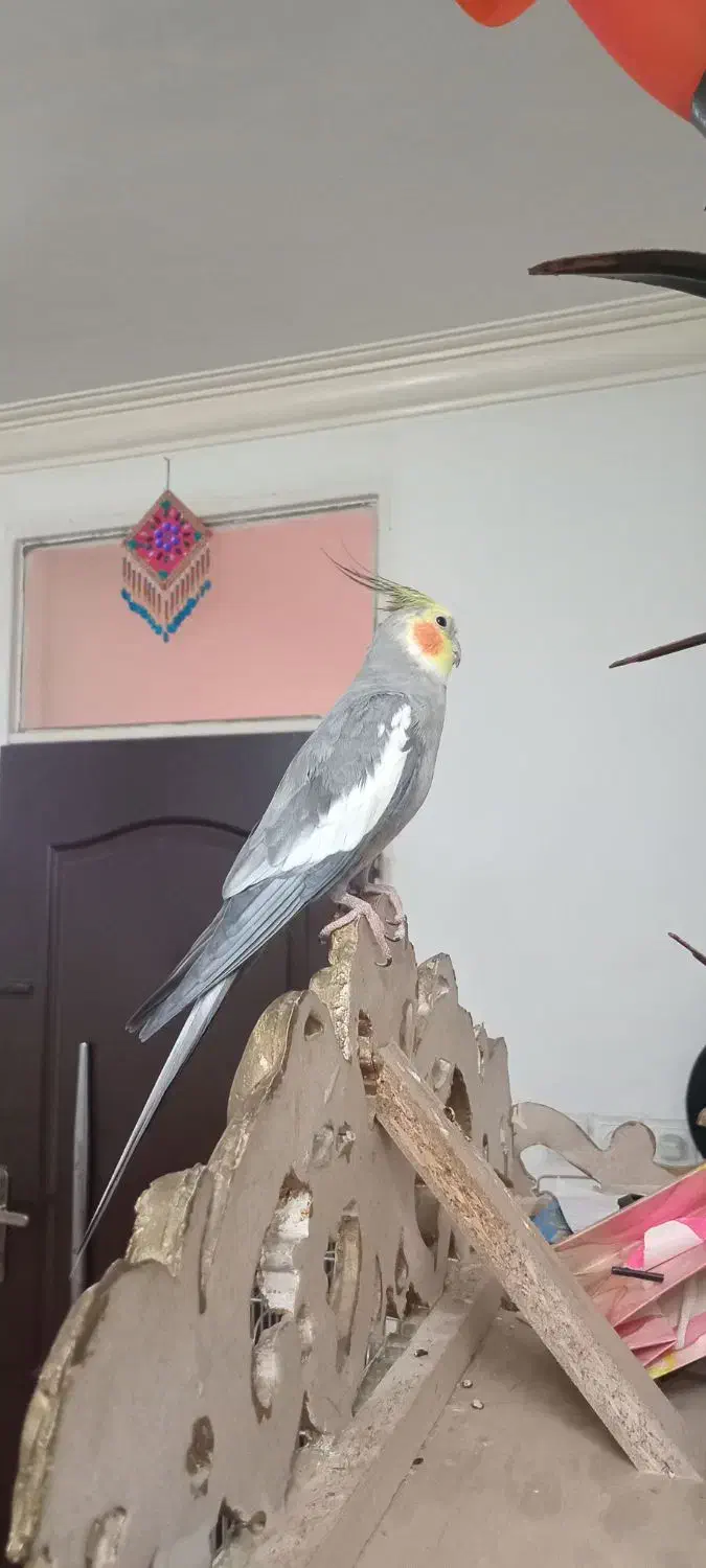 عروس هلندی سخنگو|پرنده|قرچک, مهدیه|دیوار