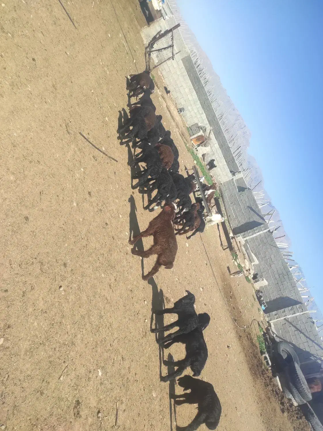 میش|حیوانات مزرعه|شیراز, لب آب|دیوار