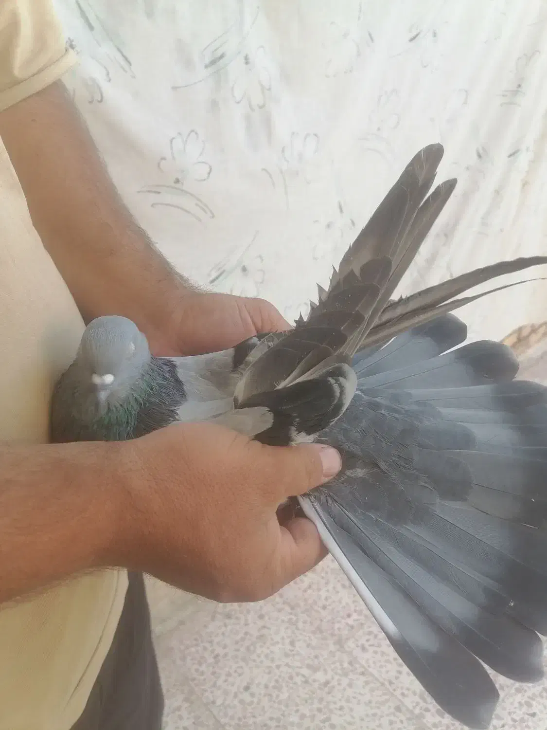 کبوتر پر نروماده 13دم|پرنده|سامان, |دیوار