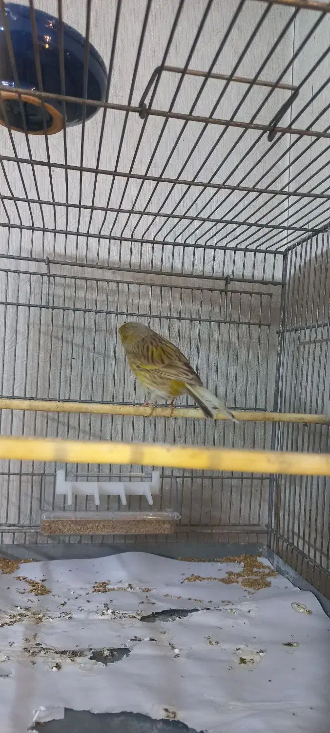 قناری نر|پرنده|قلعه نو, |دیوار