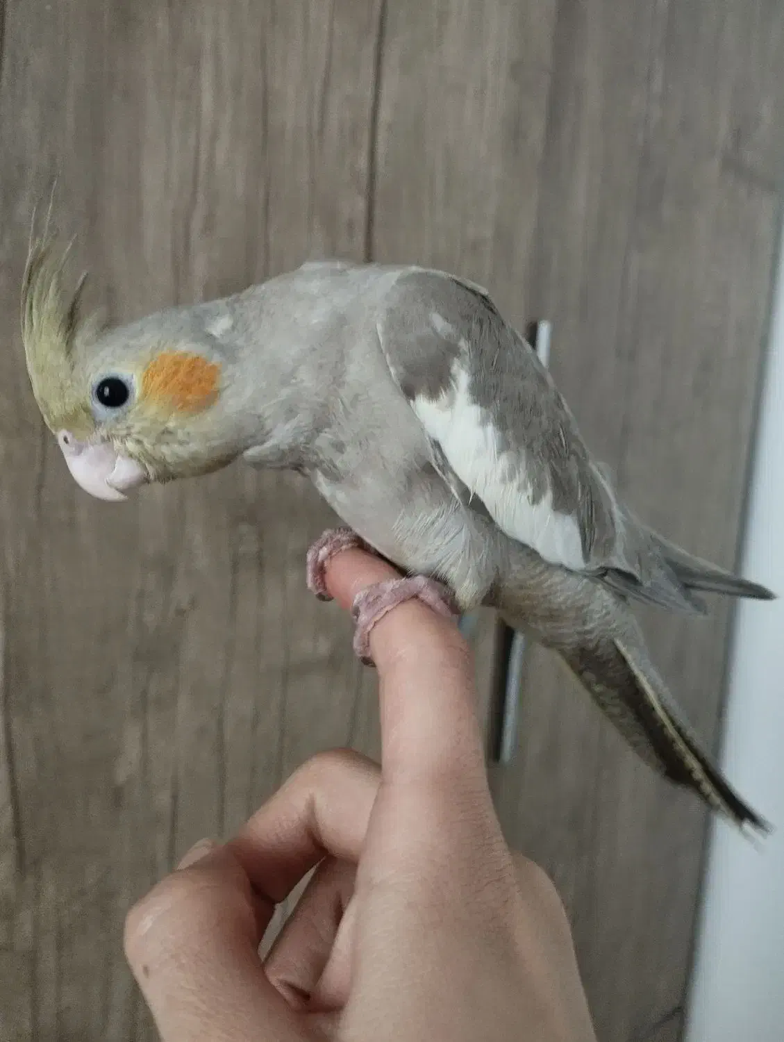 2عددجوجه عروس هلندی|پرنده|تهران, شهرک رضویه|دیوار