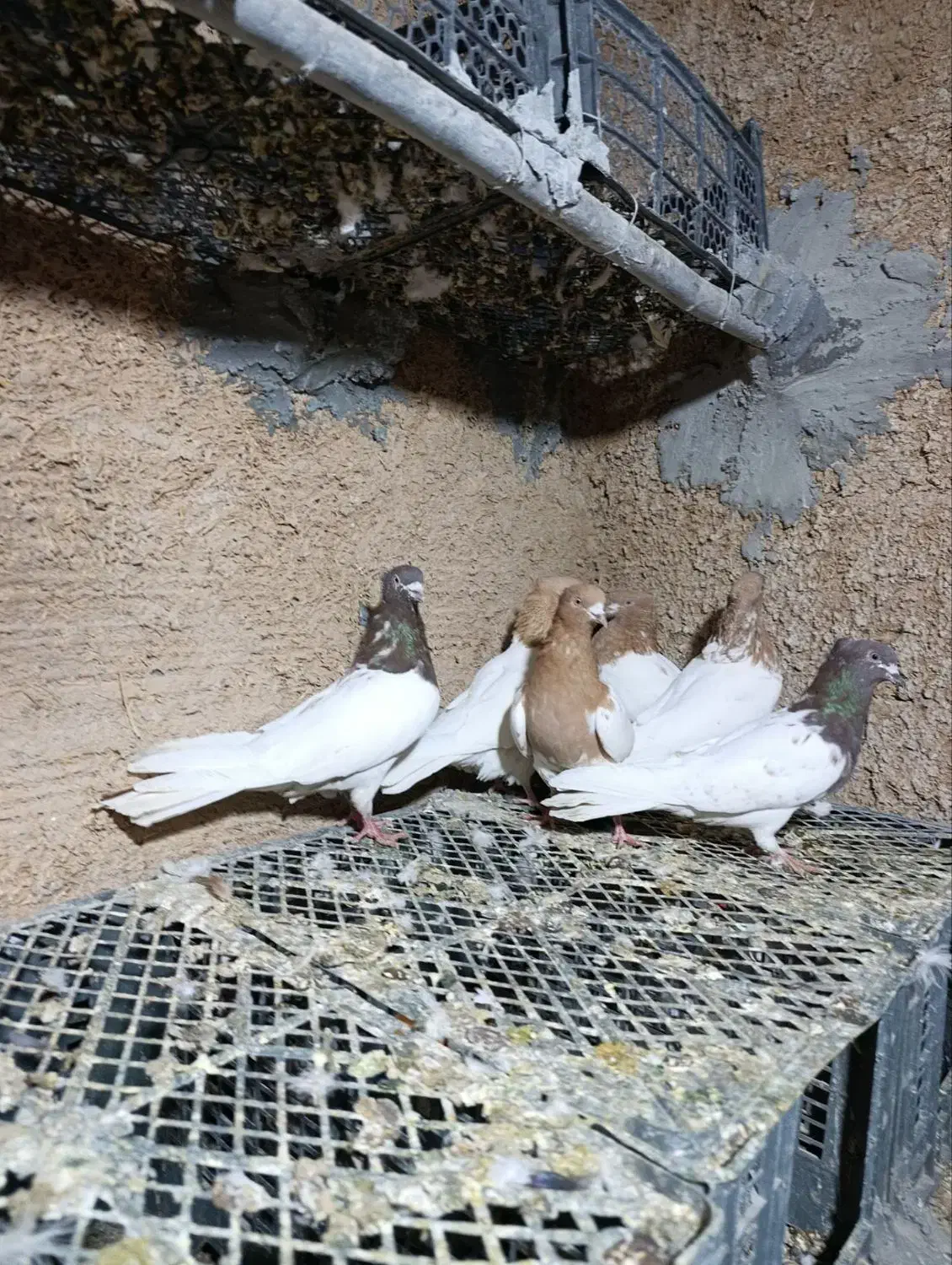 پرنده|پرنده|بروجرد, |دیوار