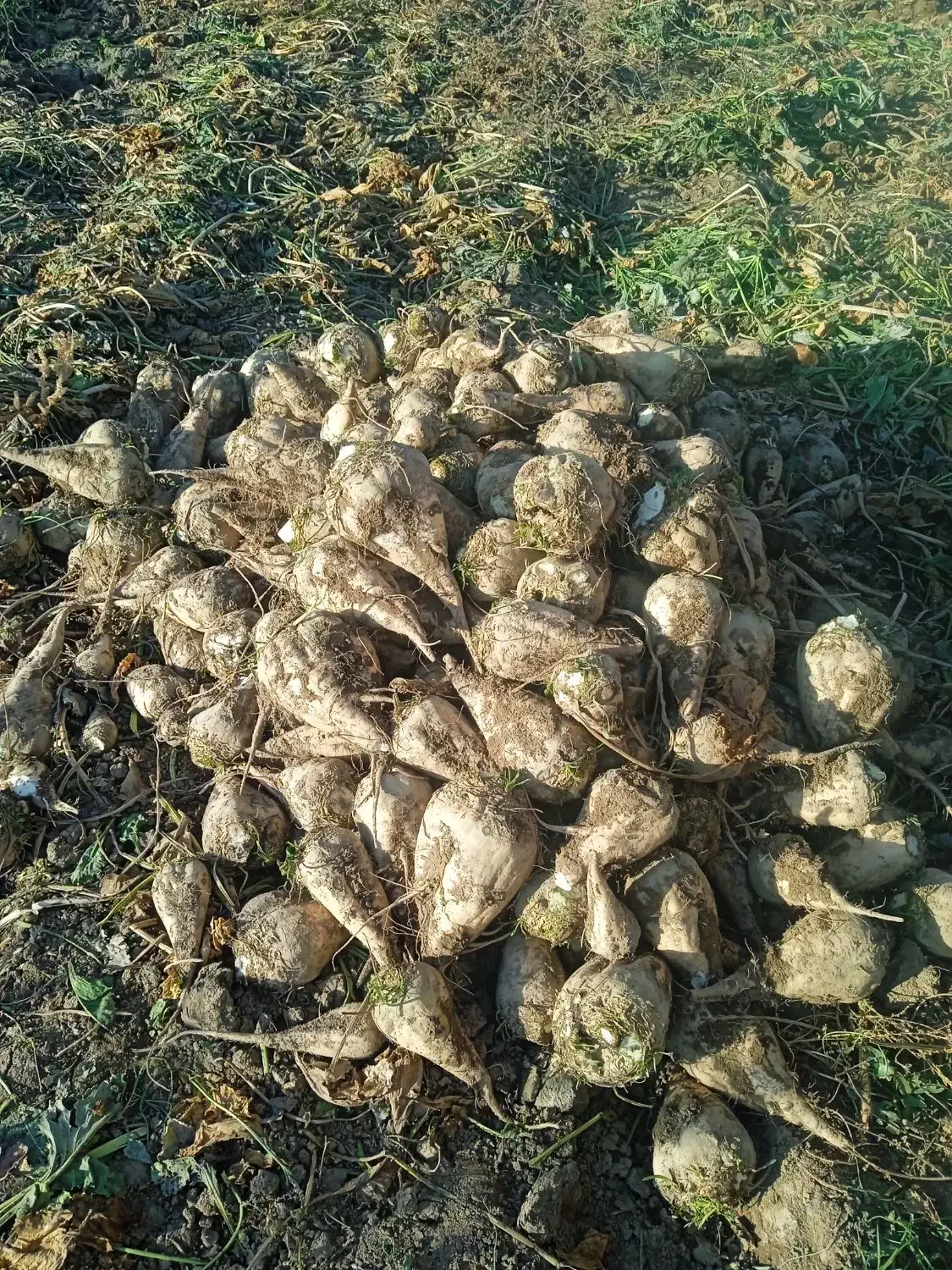 فروش چغندرقند و تفاله چغندروسیب و علوفه ذرت|لوازم جانبی حیوانات|میانه, |دیوار