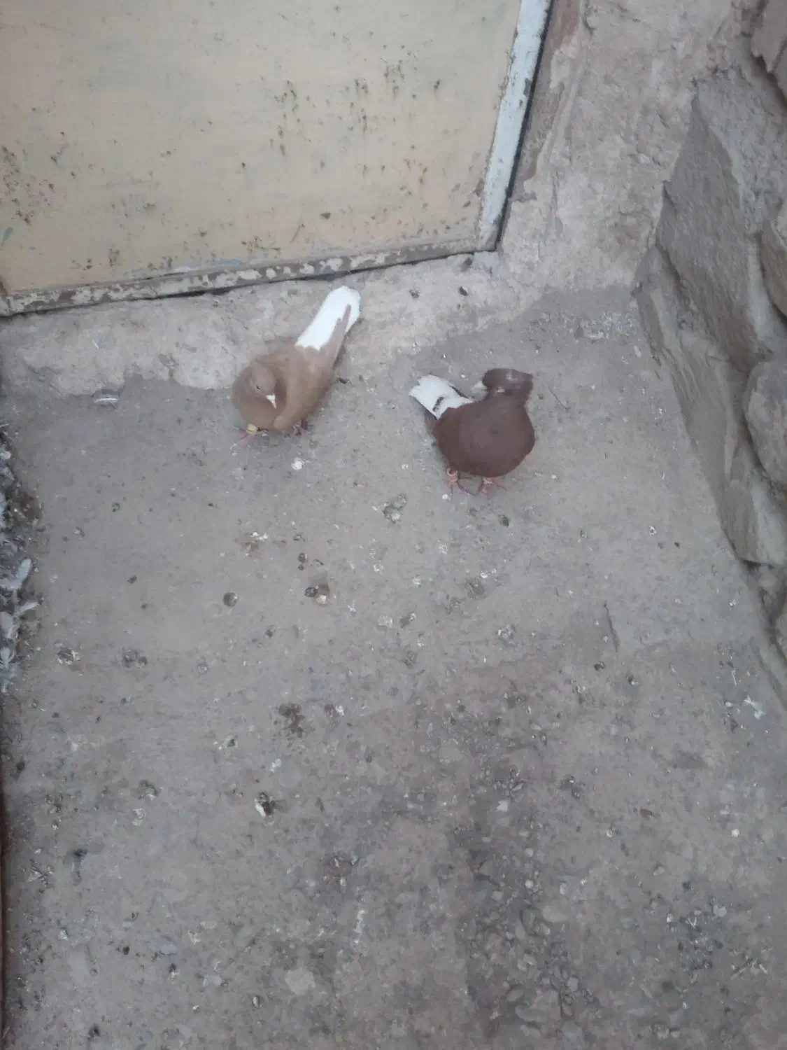 دوتا دم|پرنده|نیشابور, نیروگاه سیکل ترکیبی خیام|دیوار