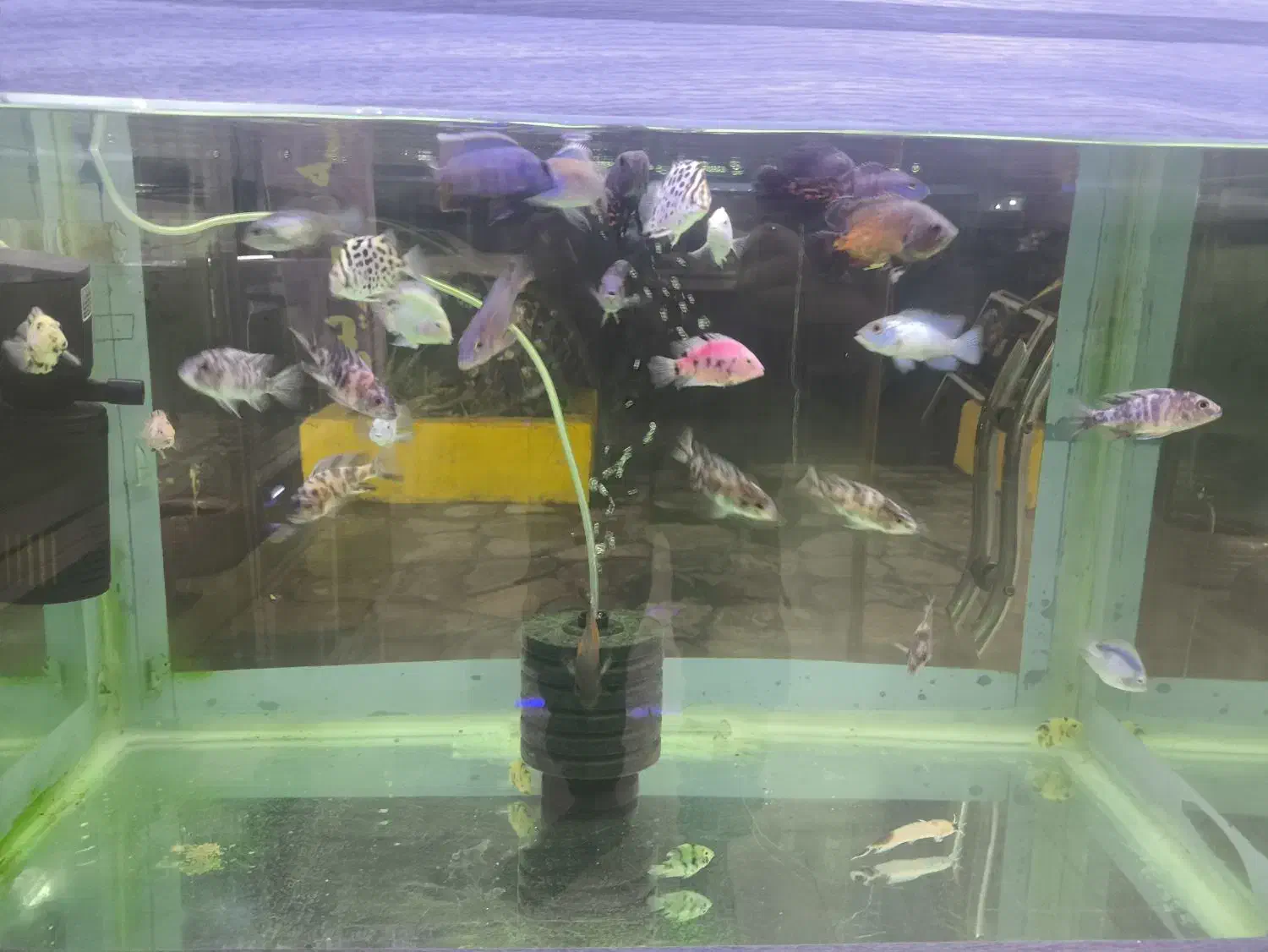 انواع ماهی آکواریومی زینتی|ماهی|قائم‌شهر, |دیوار