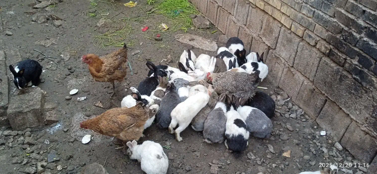 خرگوش|موش و خرگوش|دزفول, |دیوار