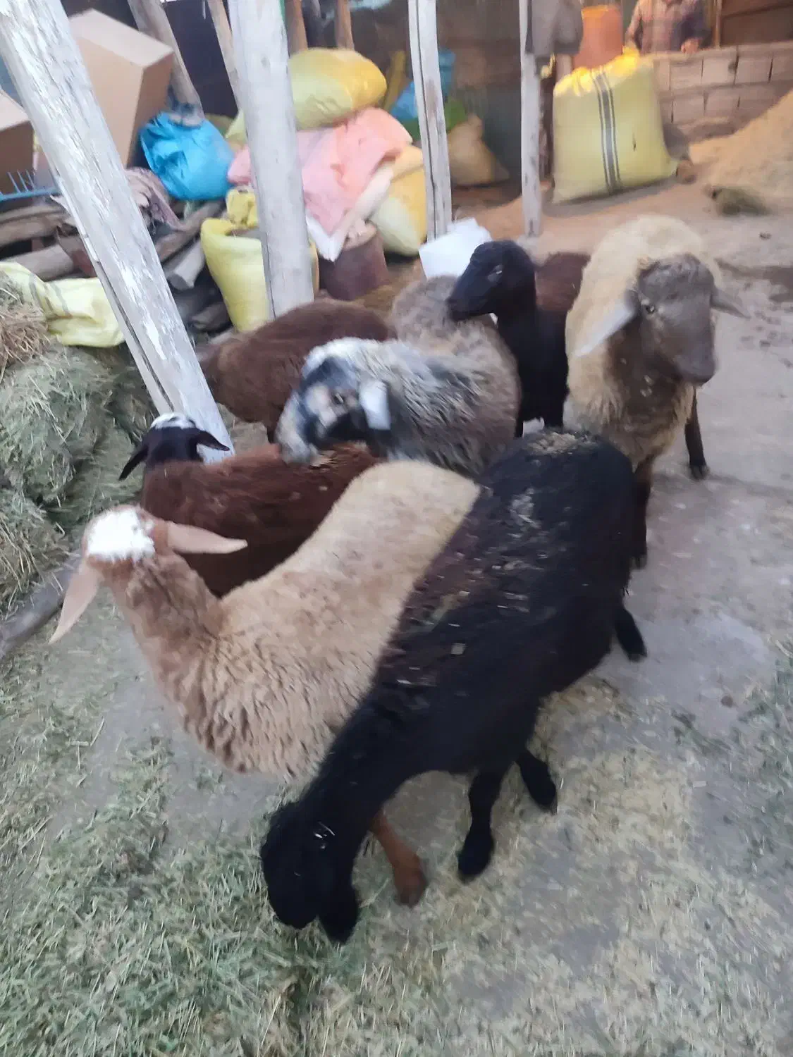 7راسبرهداشتیتوافقی|حیوانات مزرعه|سراب, |دیوار