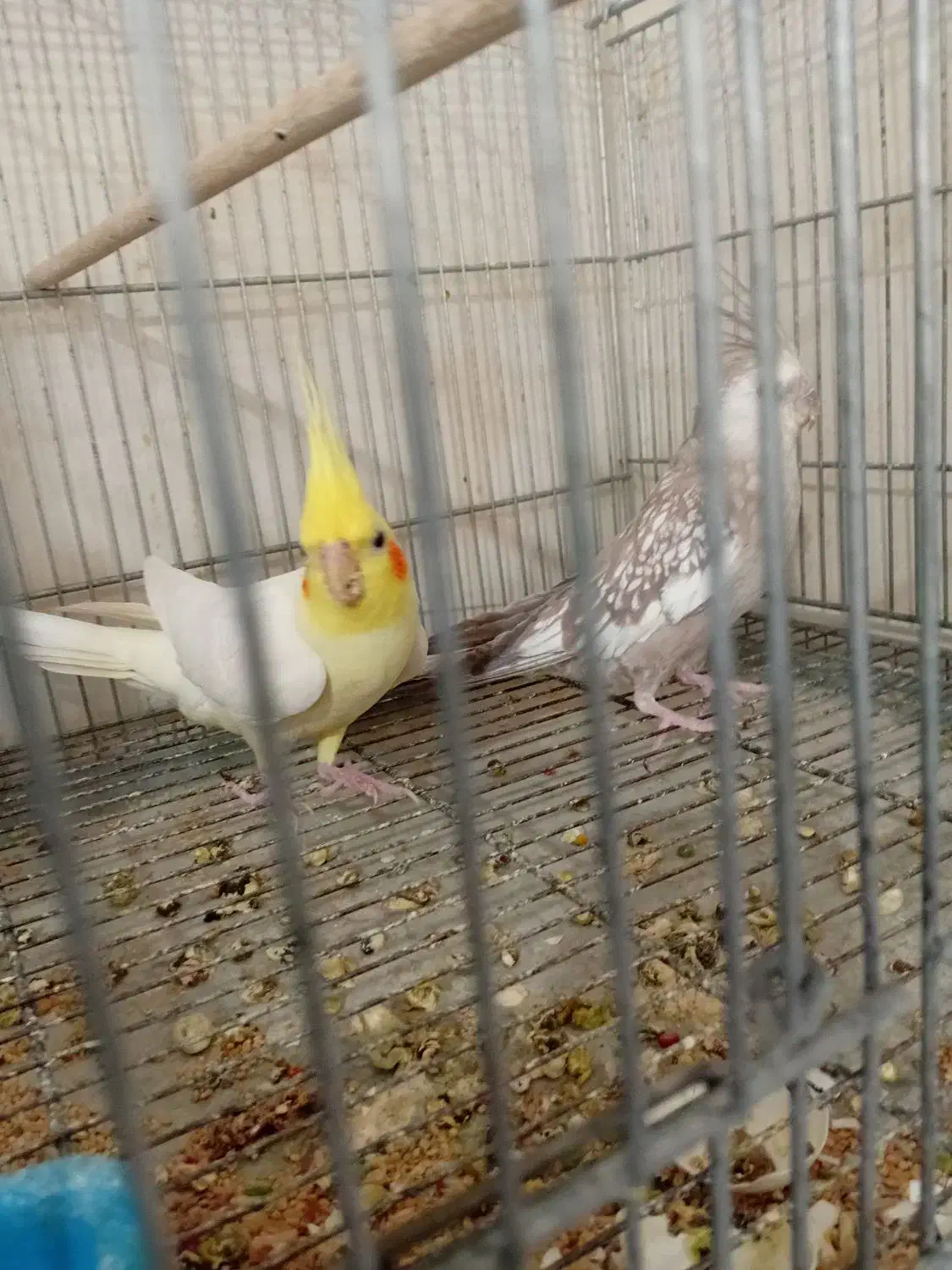 جوجه عروس هلندی مرواریدی در رباط کریم|پرنده|چهاردانگه (تهران), |دیوار