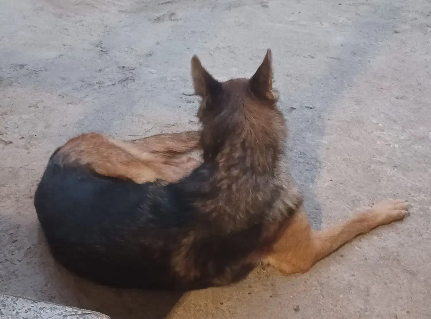 سگ ژرمن شپرد ماده|سگ|ساری, |دیوار