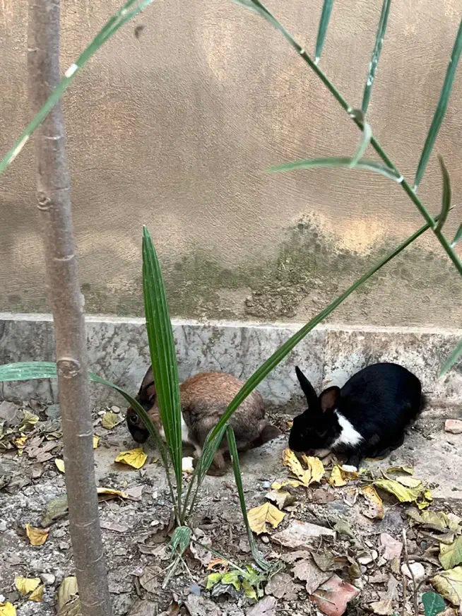 خرگوش خوشگل|موش و خرگوش|گرگان, |دیوار