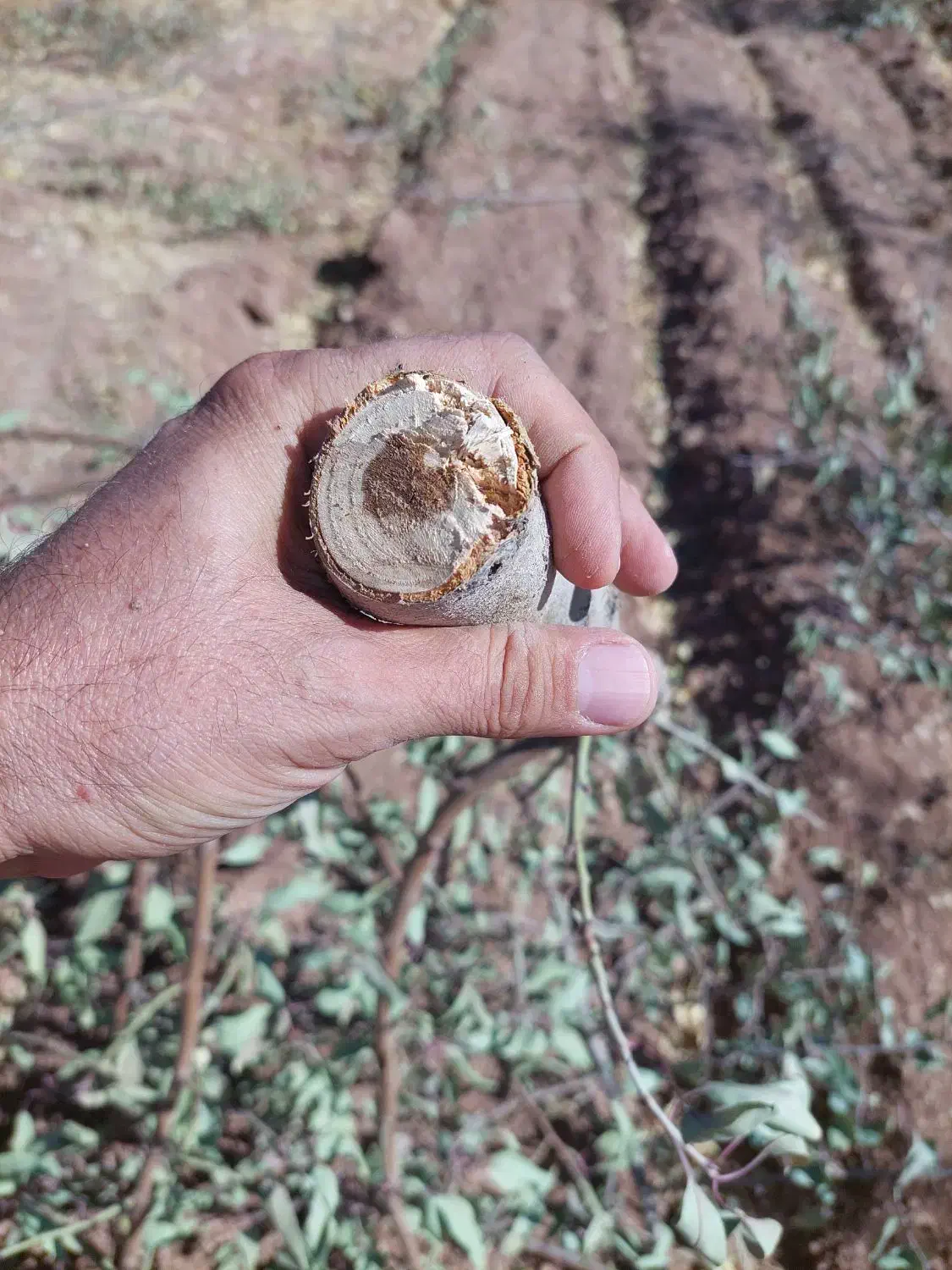 فروش خرده چوب هرس درخت بادام|خدمات باغبانی و درختکاری|چادگان, |دیوار