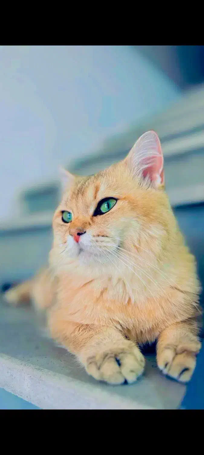 گربه نژاد برتیش نراصیل اماده جفت گیری|گربه|مشهد, الهیه|دیوار