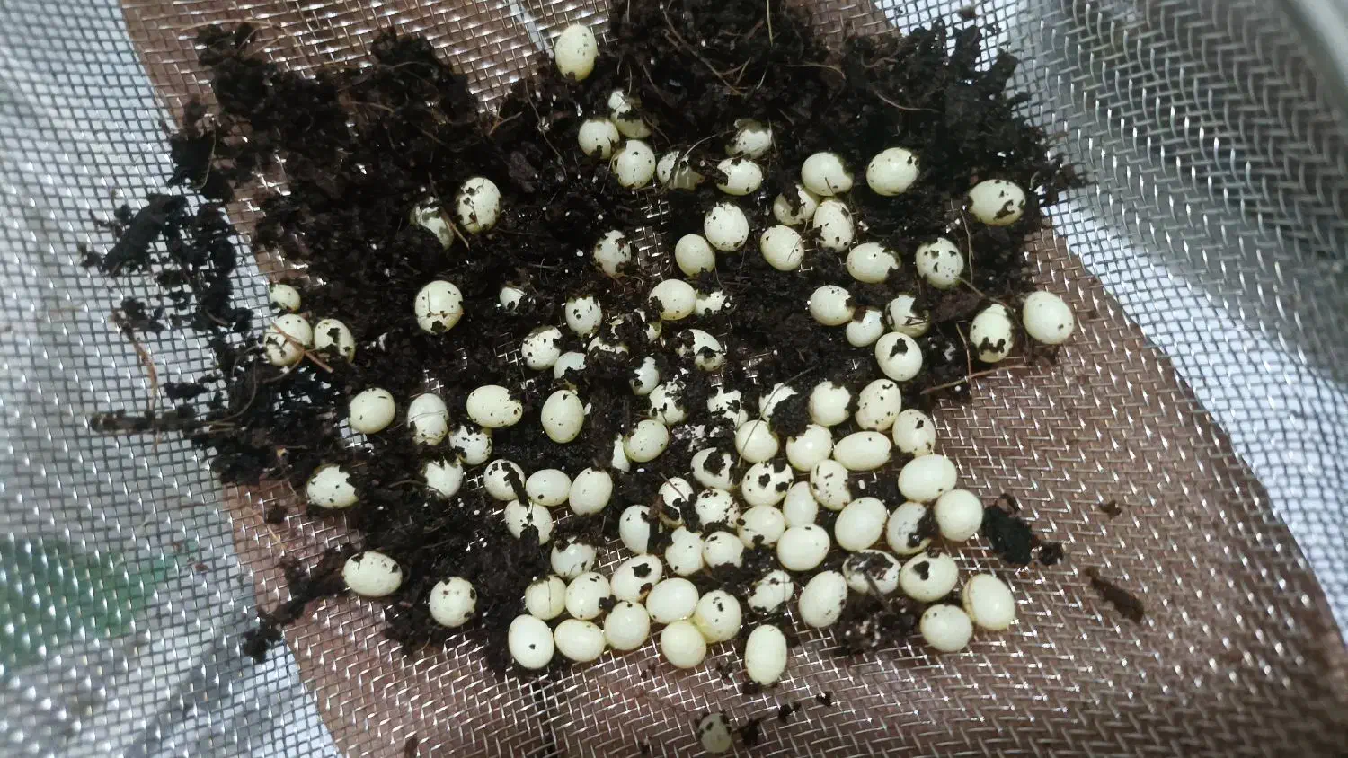 پرورش حلزون|خزنده|ملایر, |دیوار