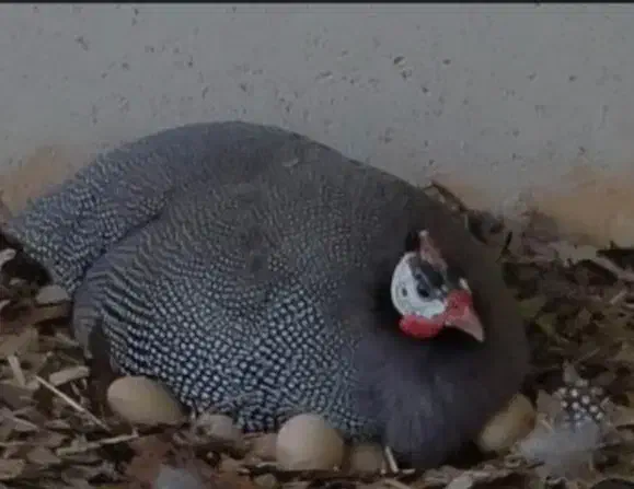 پرنده شاخدار|حیوانات مزرعه|پلدختر, |دیوار