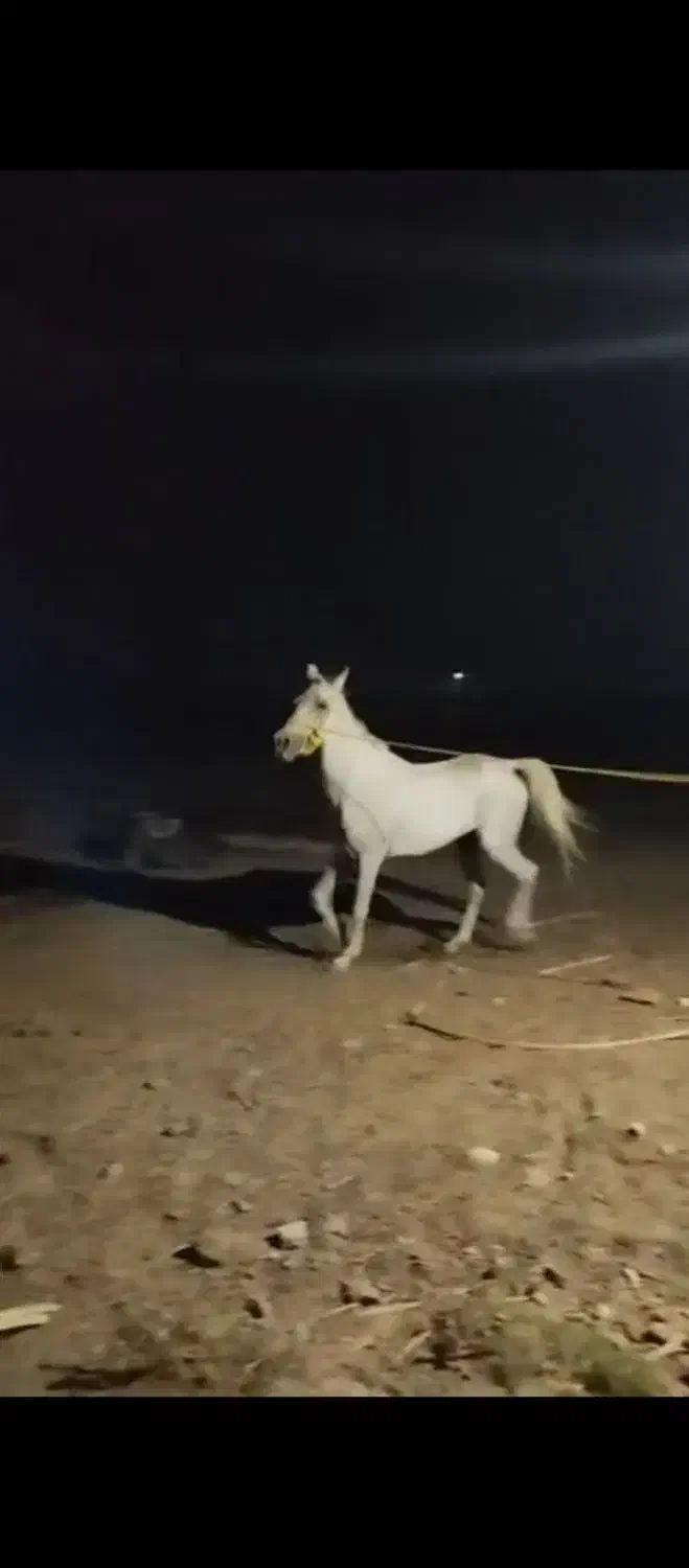 اسب نریان|اسب و تجهیزات اسب‌سواری|جیرفت, |دیوار