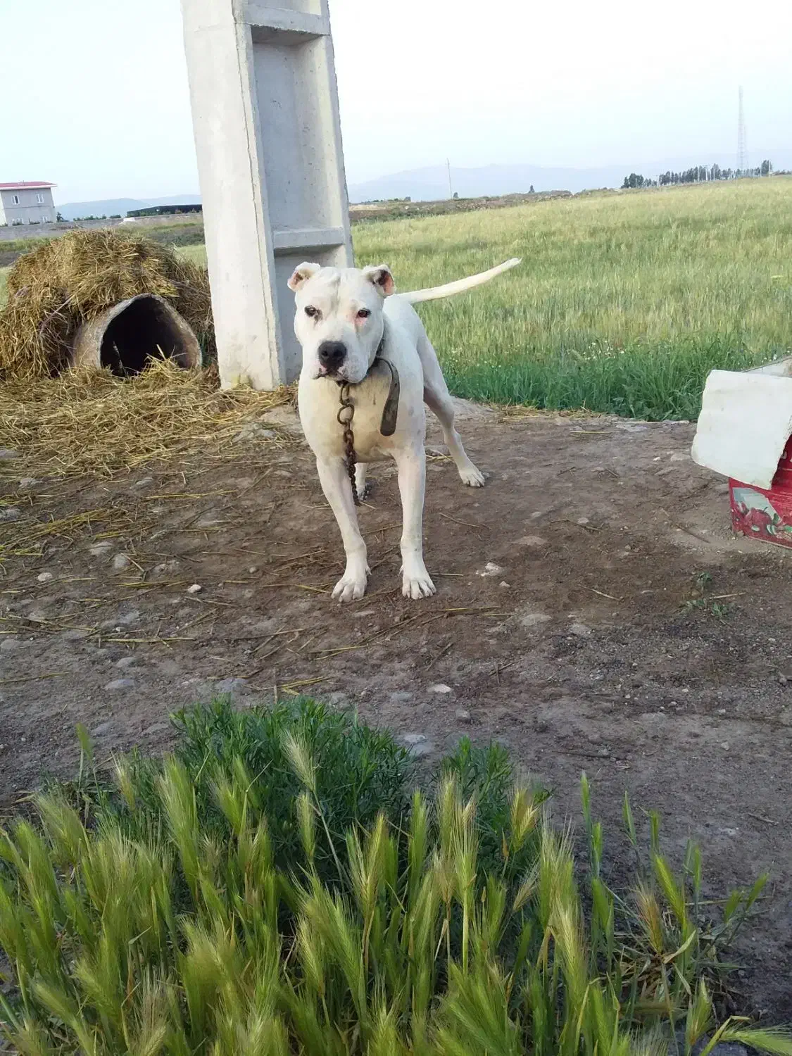 داگو آرژانتین اصل ماده بیست ماهه|سگ|مشگین شهر, |دیوار