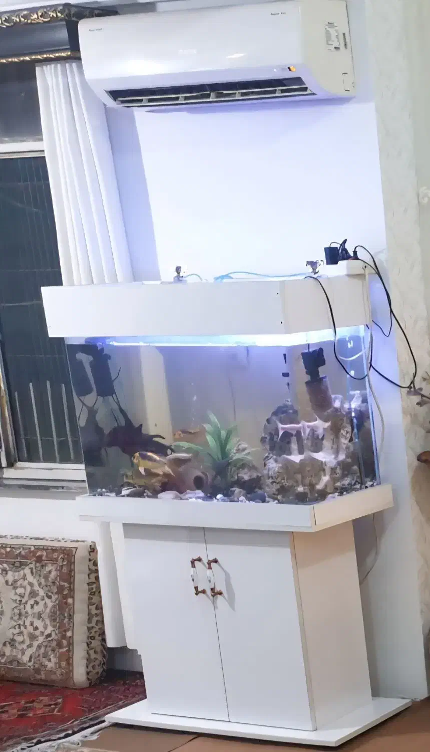 آکواریوم|ماهی|سنندج, |دیوار