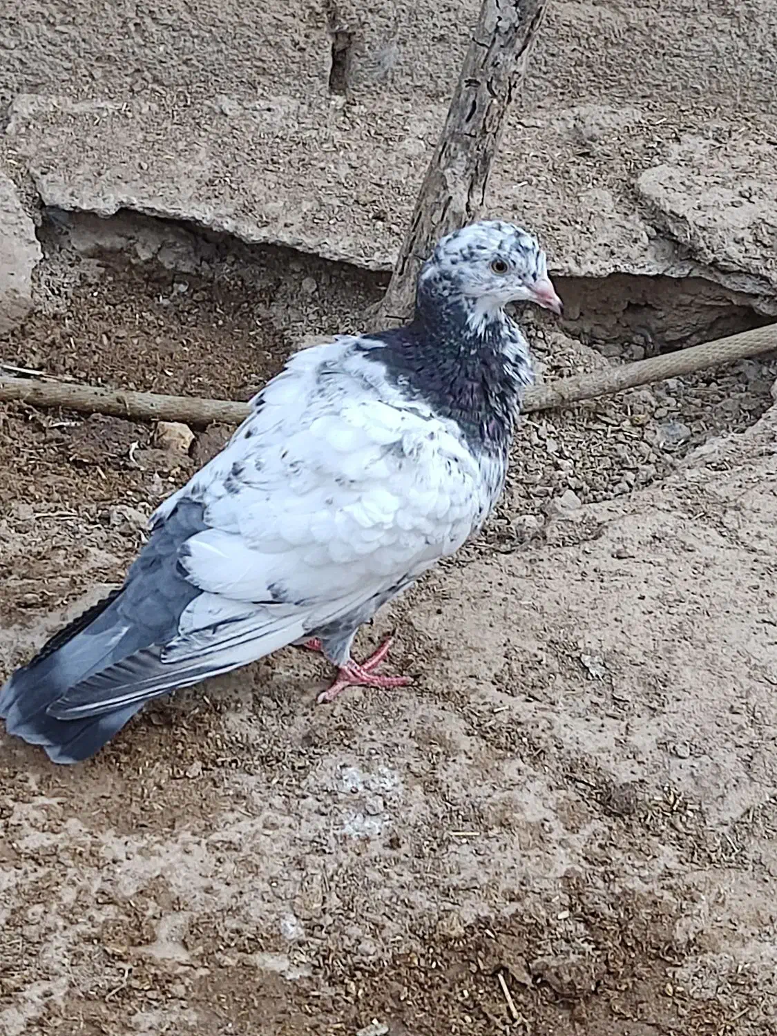 کبوتر|پرنده|شادگان, |دیوار