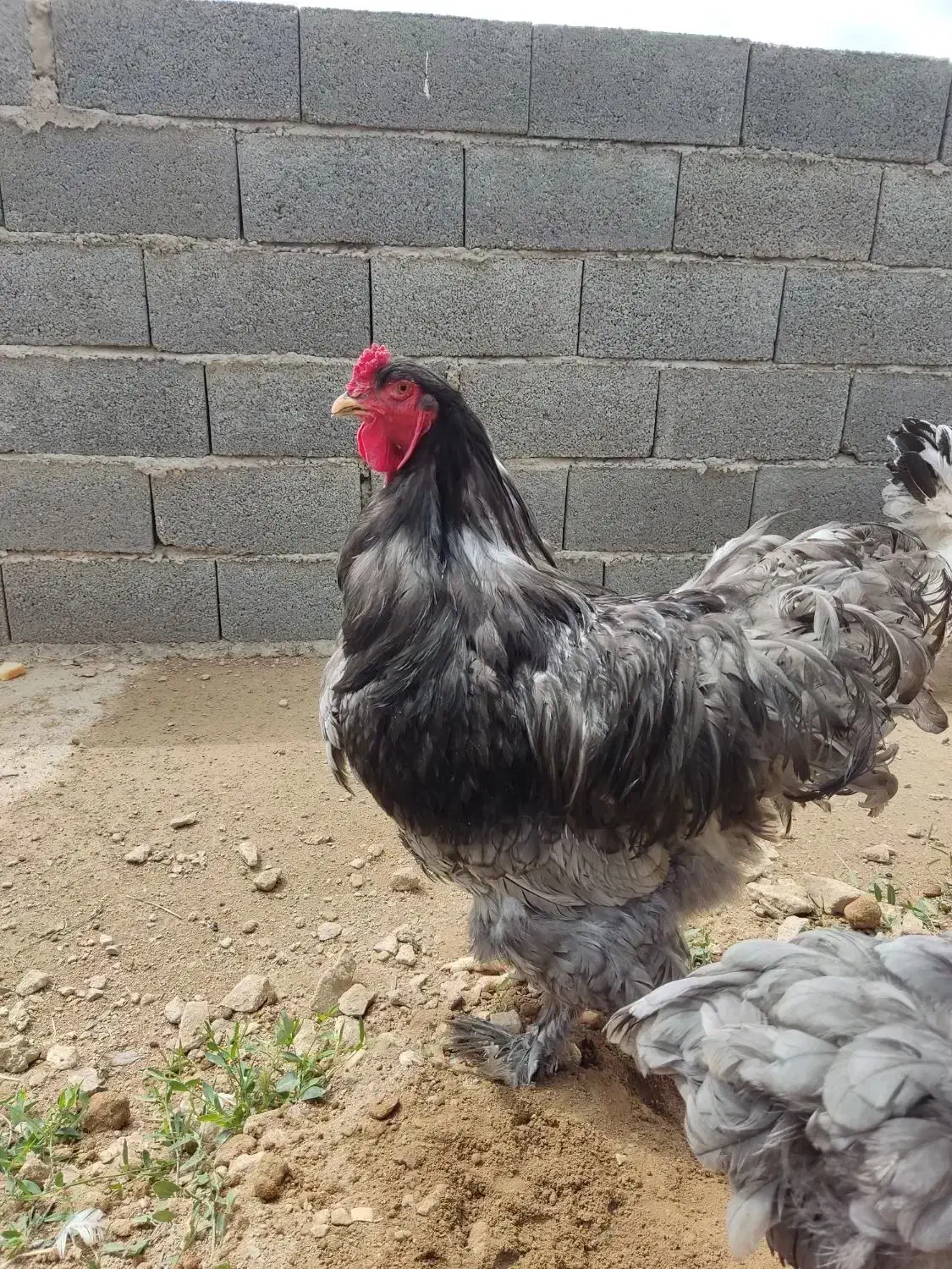 مرغ و خروس جوجه برهما لایت  بلو|حیوانات مزرعه|تهران, حافظیه|دیوار