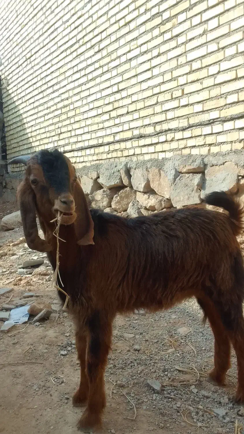 فروش بز|حیوانات مزرعه|حمیدیه, |دیوار