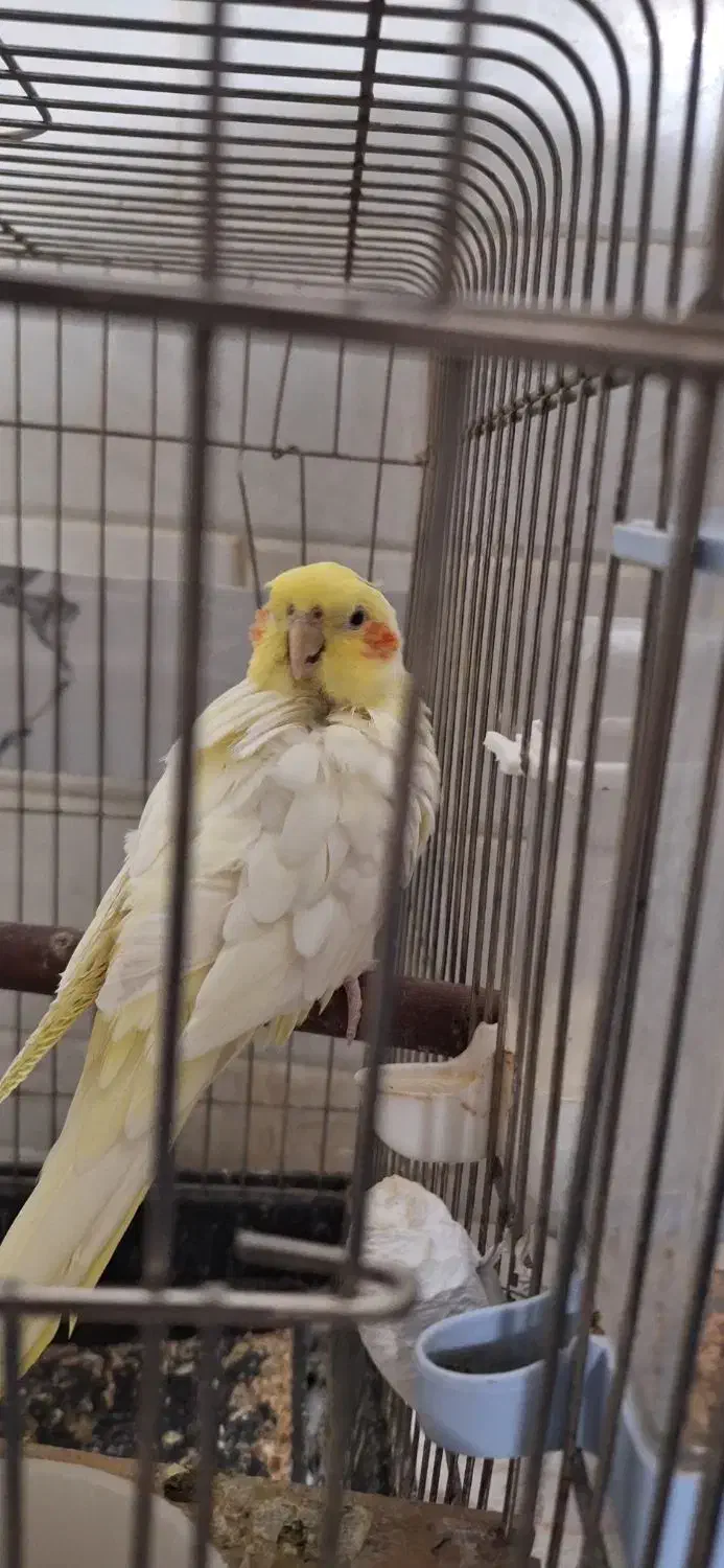 عروس هلندی|پرنده|قم, شهر قائم|دیوار