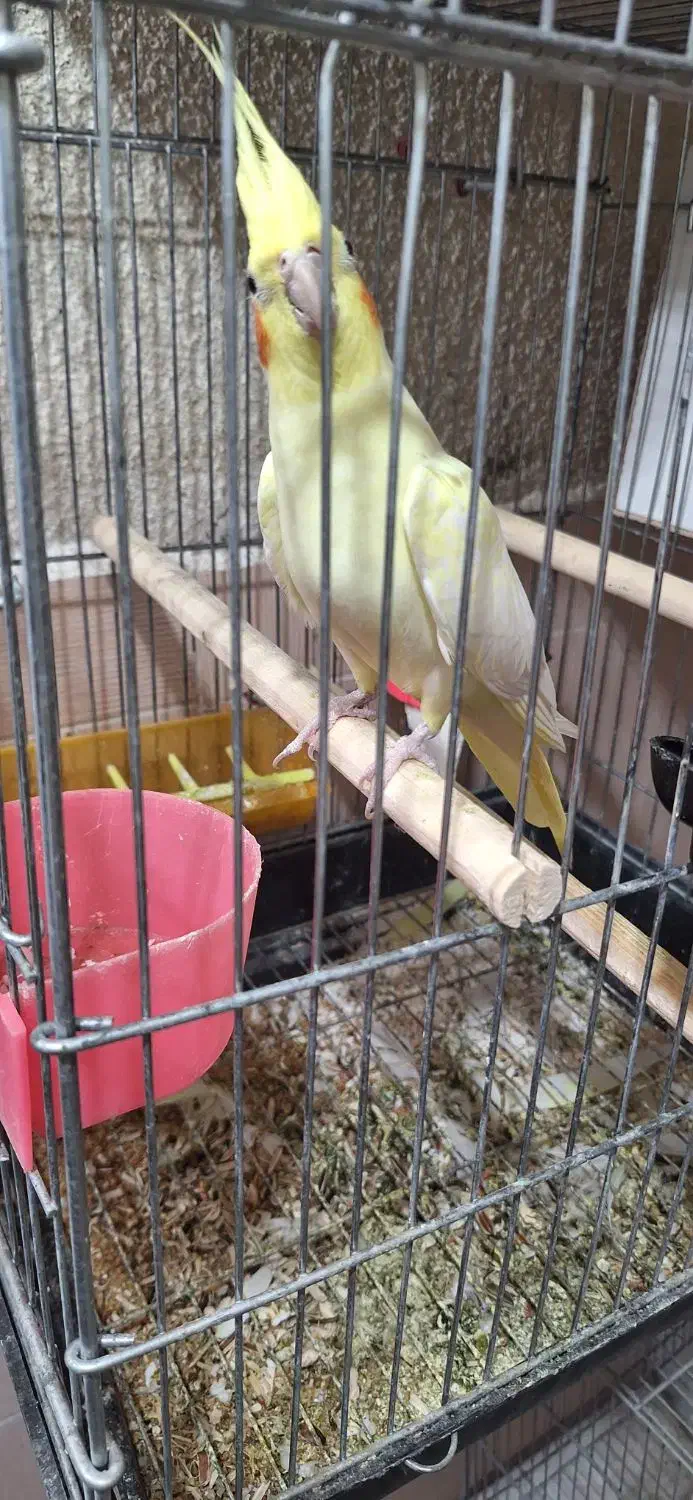 عروس هلندی با جوجه|پرنده|مرند, |دیوار