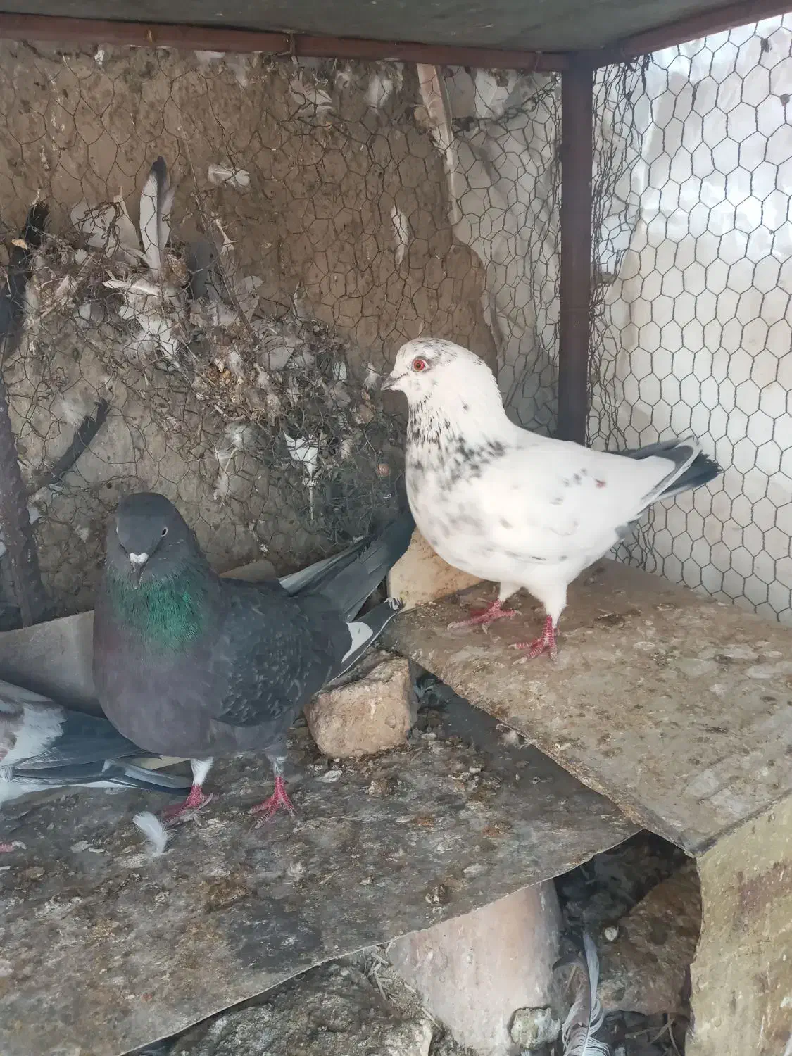 مفلق کله ای سوسکی پرشی ساعتی /نرماده مایه کفتر|پرنده|اصفهان, بوستان ناژوان|دیوار