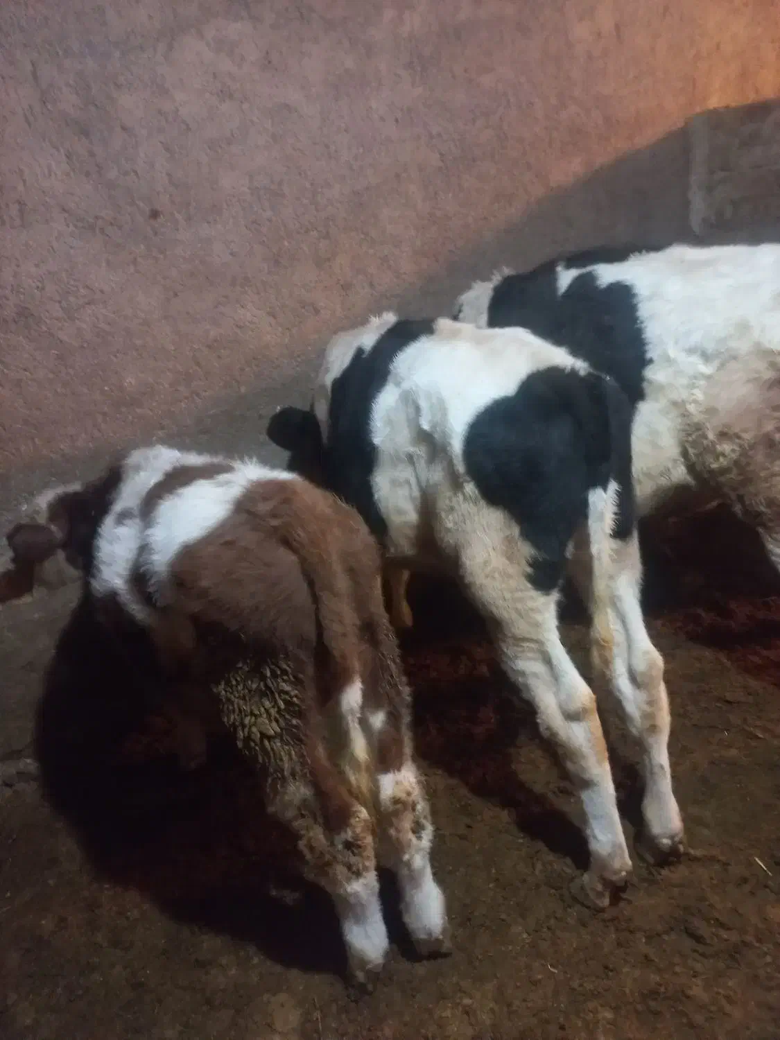 گوساله نره|حیوانات مزرعه|سربند, |دیوار