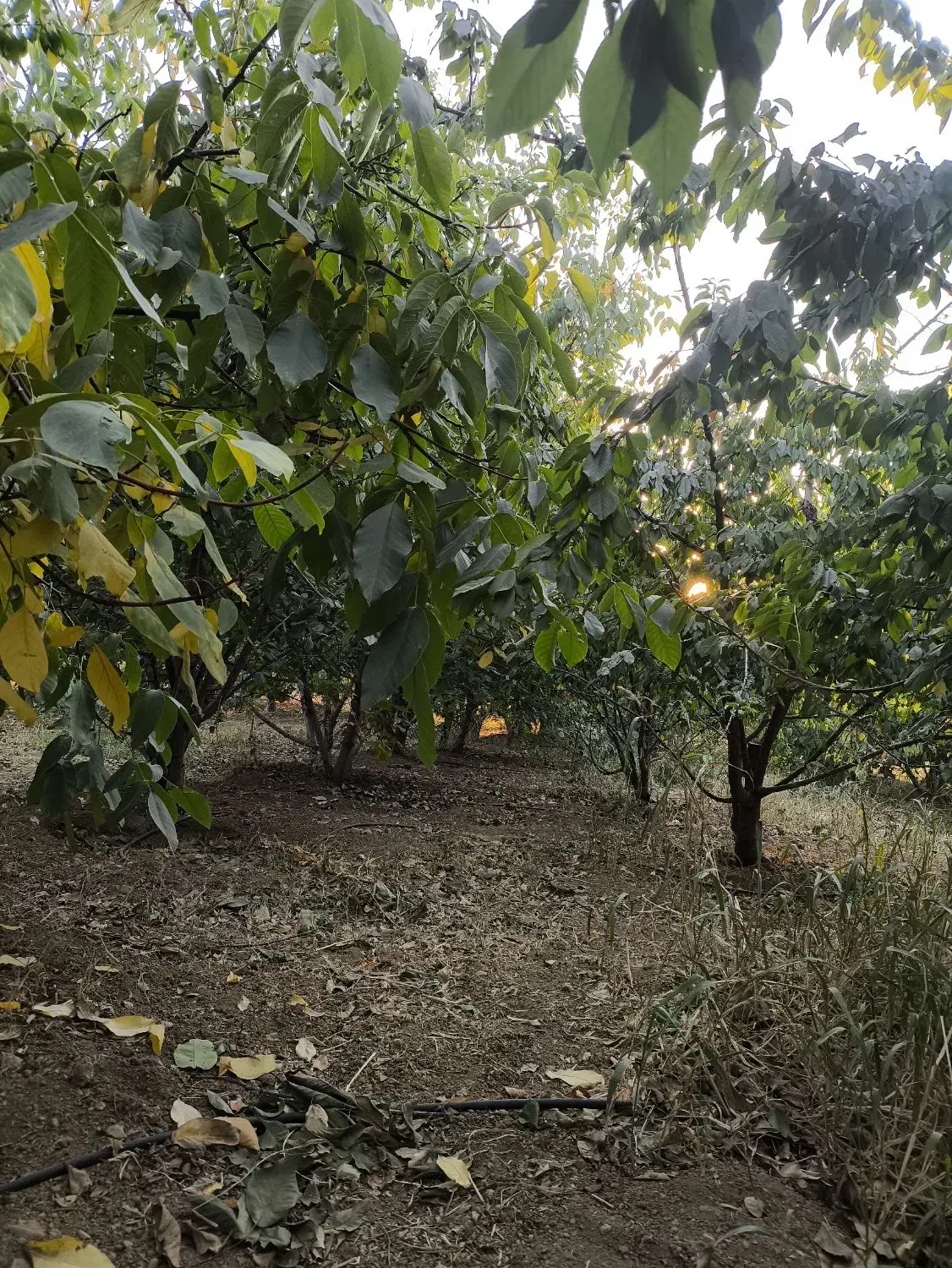 باغ 1000 متری پل زمانخان درختان گیلاس|فروش دفتر صنعتی، کشاورزی، تجاری|تیران, |دیوار