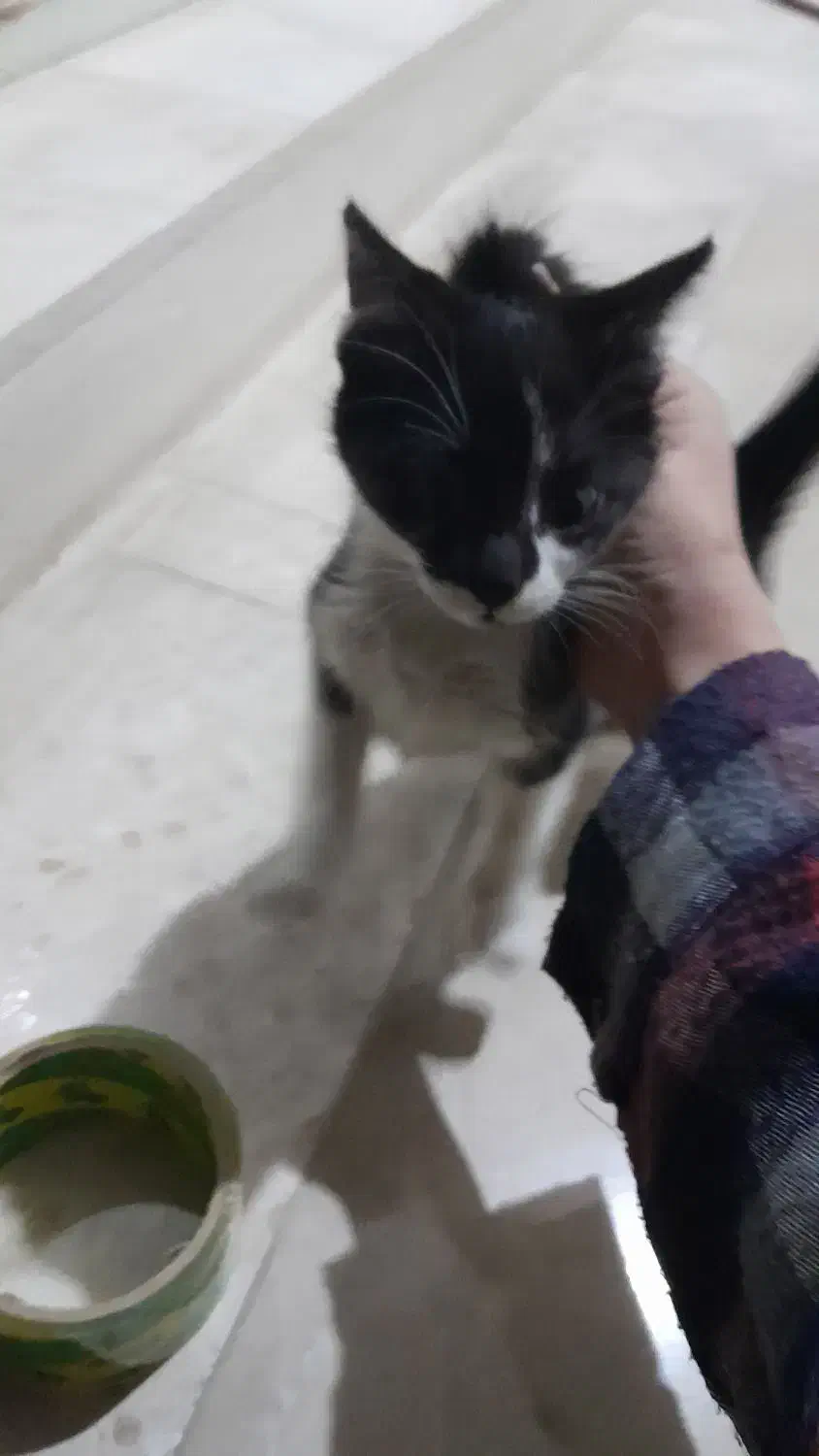 گربه|گربه|رودسر, |دیوار