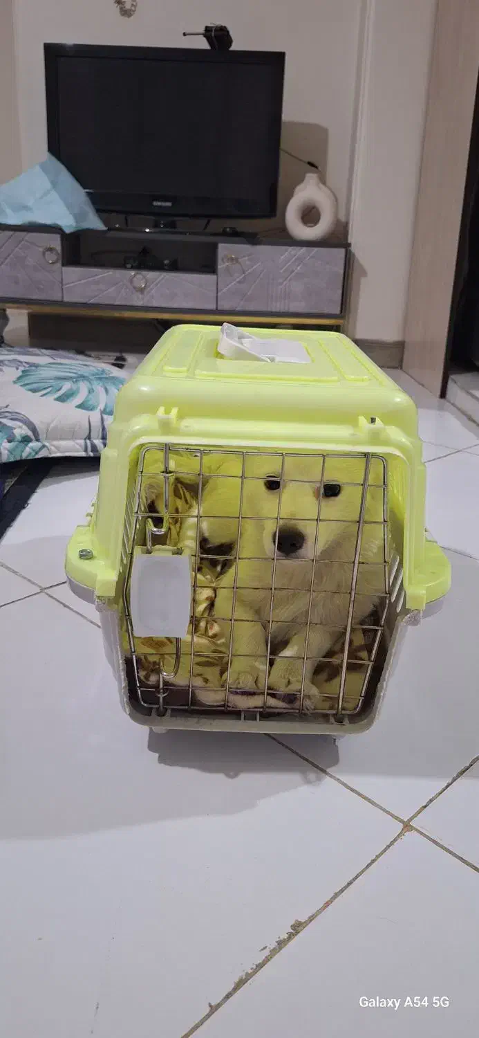 باکی حمل سگ و گربه|لوازم جانبی حیوانات|تهران, مختاری|دیوار