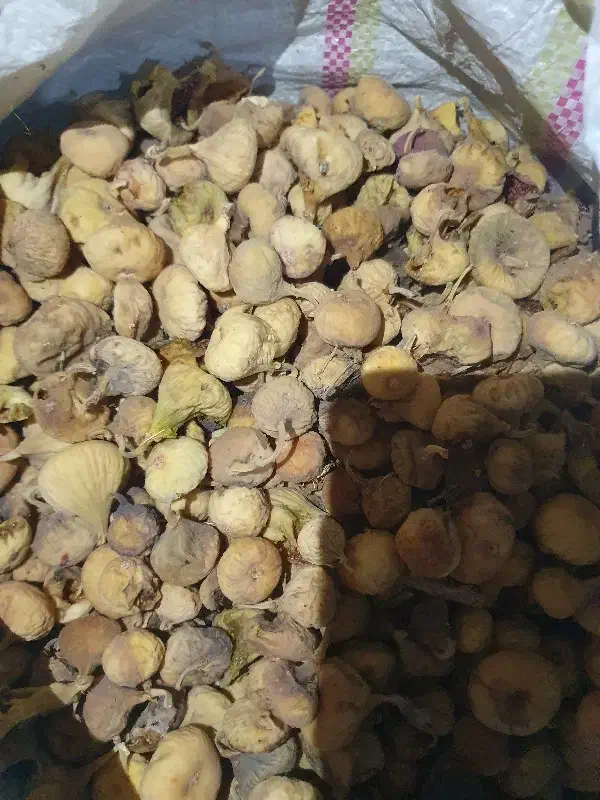 انجیر سفید با کفیت|عمده‌فروشی|بیضا, |دیوار