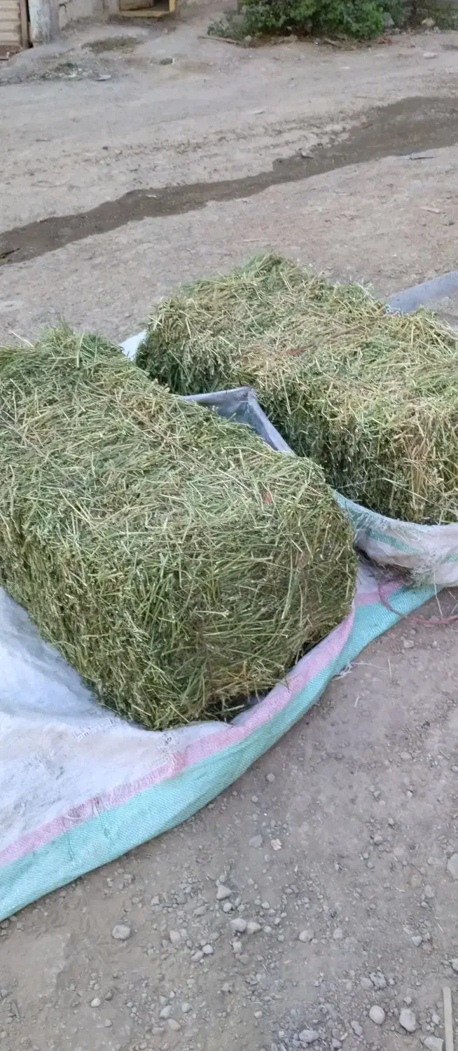 یونجه|حیوانات مزرعه|مسجد سلیمان, |دیوار