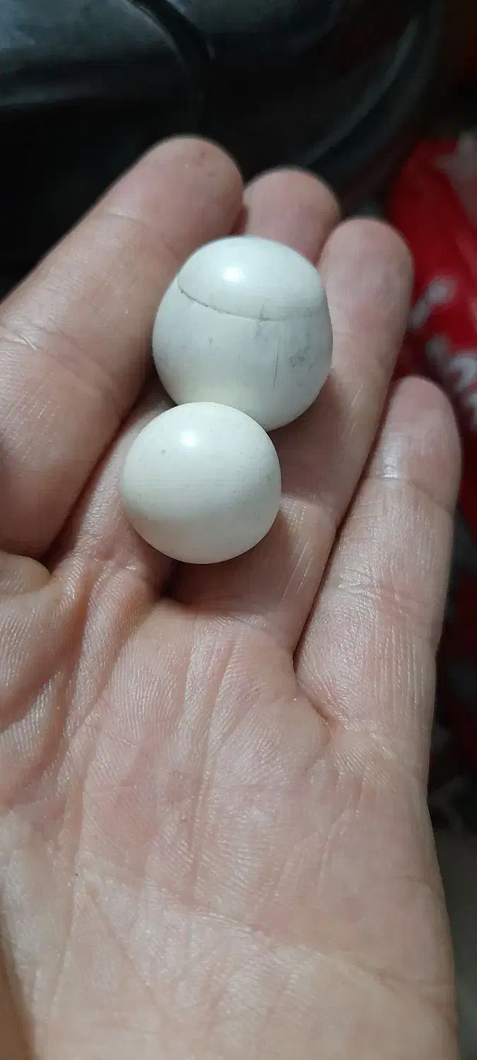 سکه و انگشتر نقره قدیمی|کلکسیون اشیاء عتیقه|مشهد, حسینآباد|دیوار