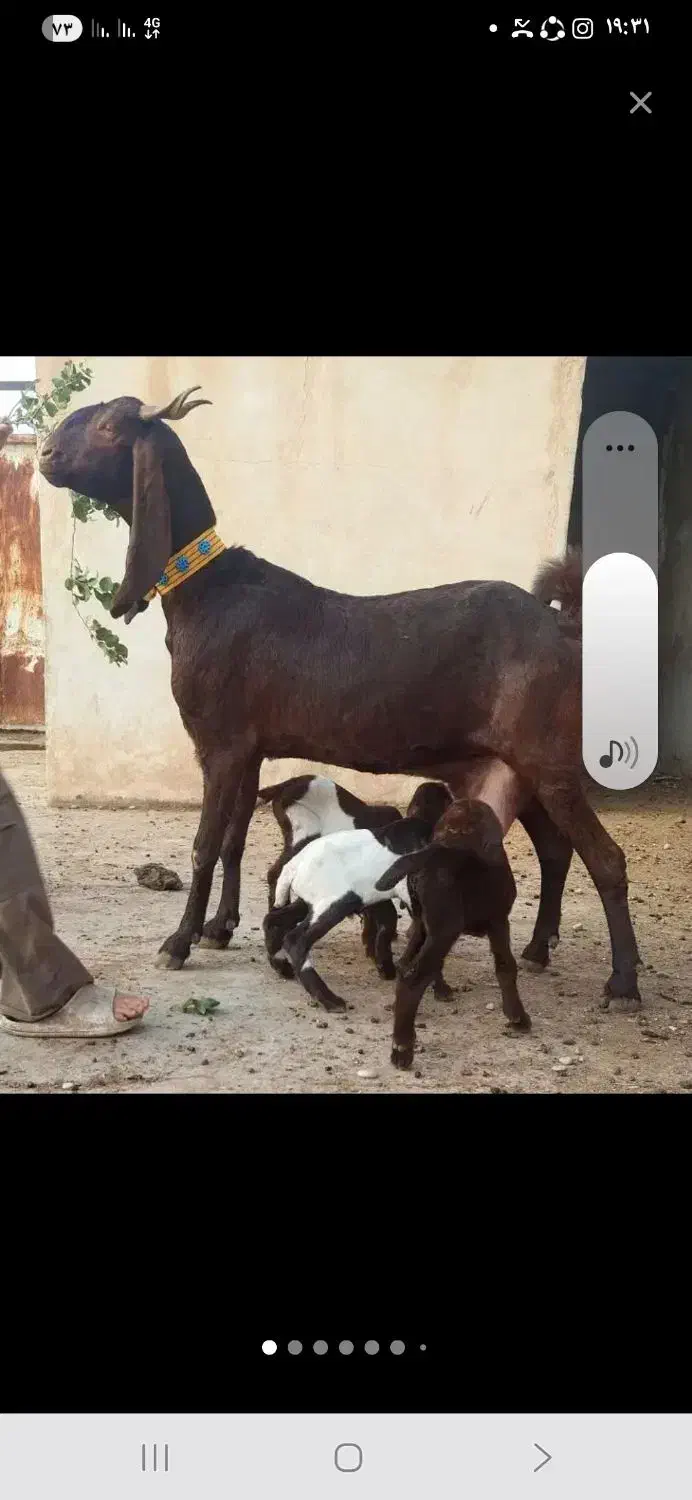 بز کامورای سه چهارقلو زا|حیوانات مزرعه|شوشتر, |دیوار