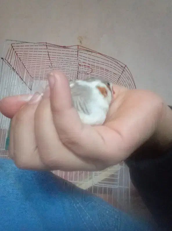 فنج|موش و خرگوش|بانه, |دیوار