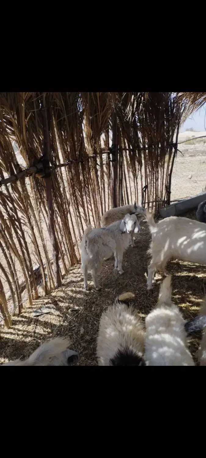 کهره فروشی|حیوانات مزرعه|ارزوئیه, |دیوار