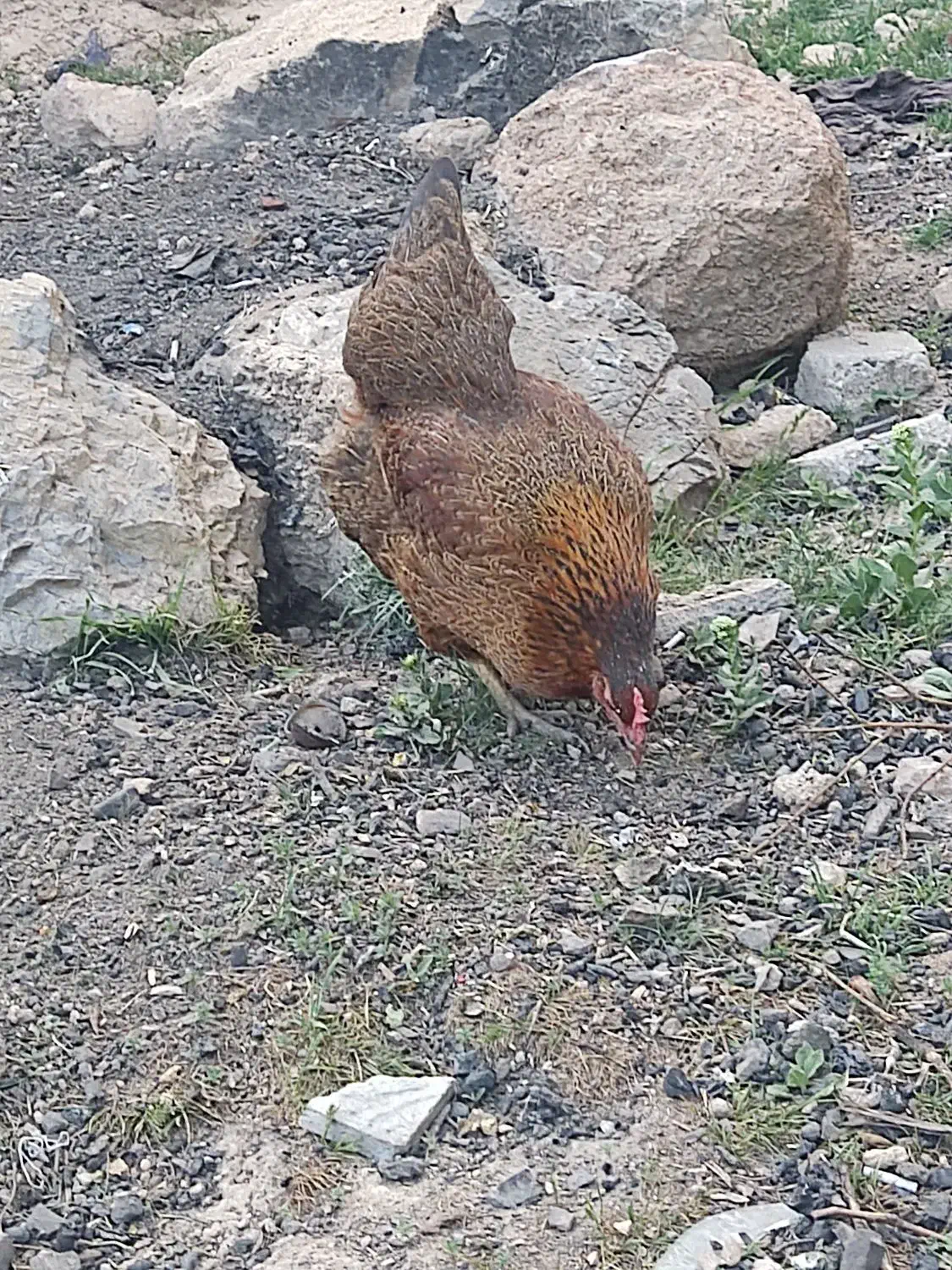 یک عدد مرغ تخم گذار|حیوانات مزرعه|لیلان, |دیوار