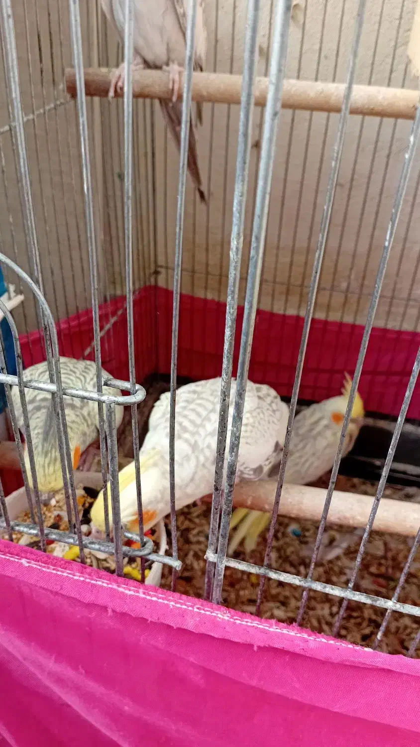 عروس هلندی|پرنده|رباطکریم, رباطکریم|دیوار