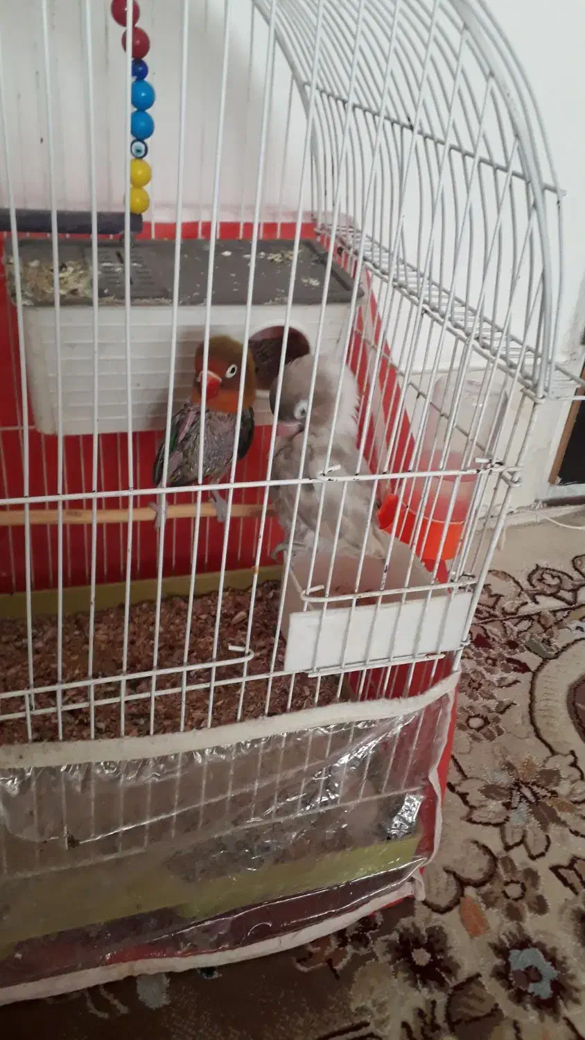 یک جفت کوتوله|پرنده|سبزوار, علمدار|دیوار